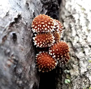 Mushroom Log Kit- Chestnut
